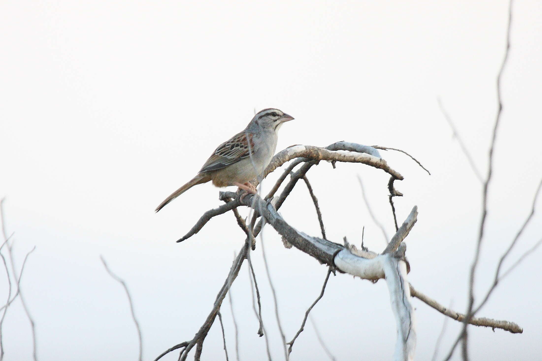 Image of Cinnamon-tailed Sparrow