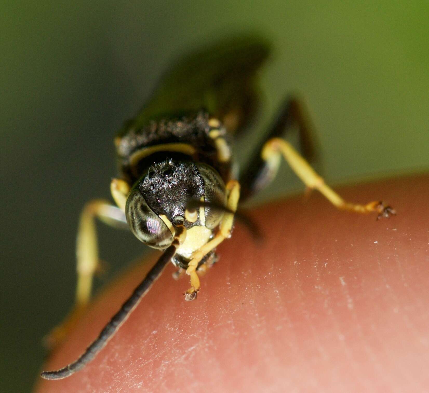 Imagem de Gorytes atricornis Packard 1867