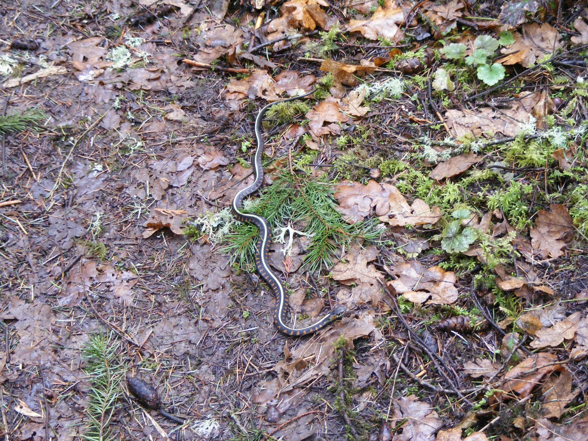 Plancia ëd Thamnophis sirtalis concinnus (Hallowell 1852)