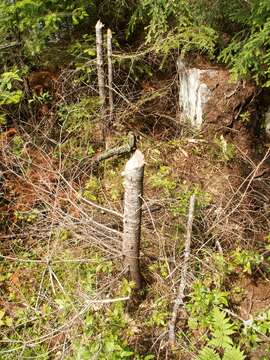 Image of beavers