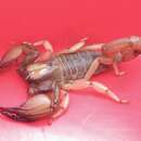 Image of Shiny burrowing scorpion