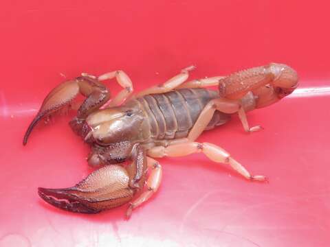 Image of Shiny burrowing scorpion