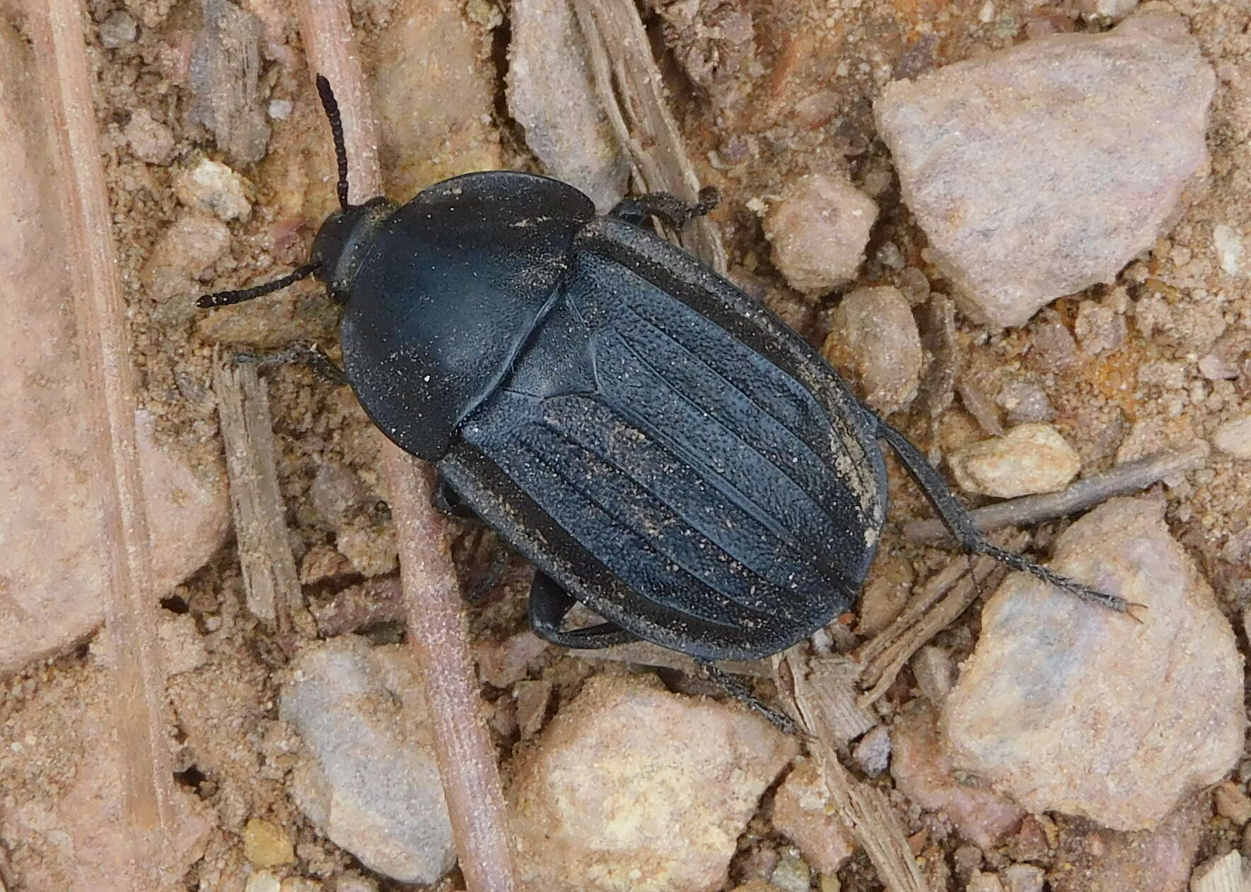 Image of Silpha (Silpha) puncticollis Lucas & P. H. 1847