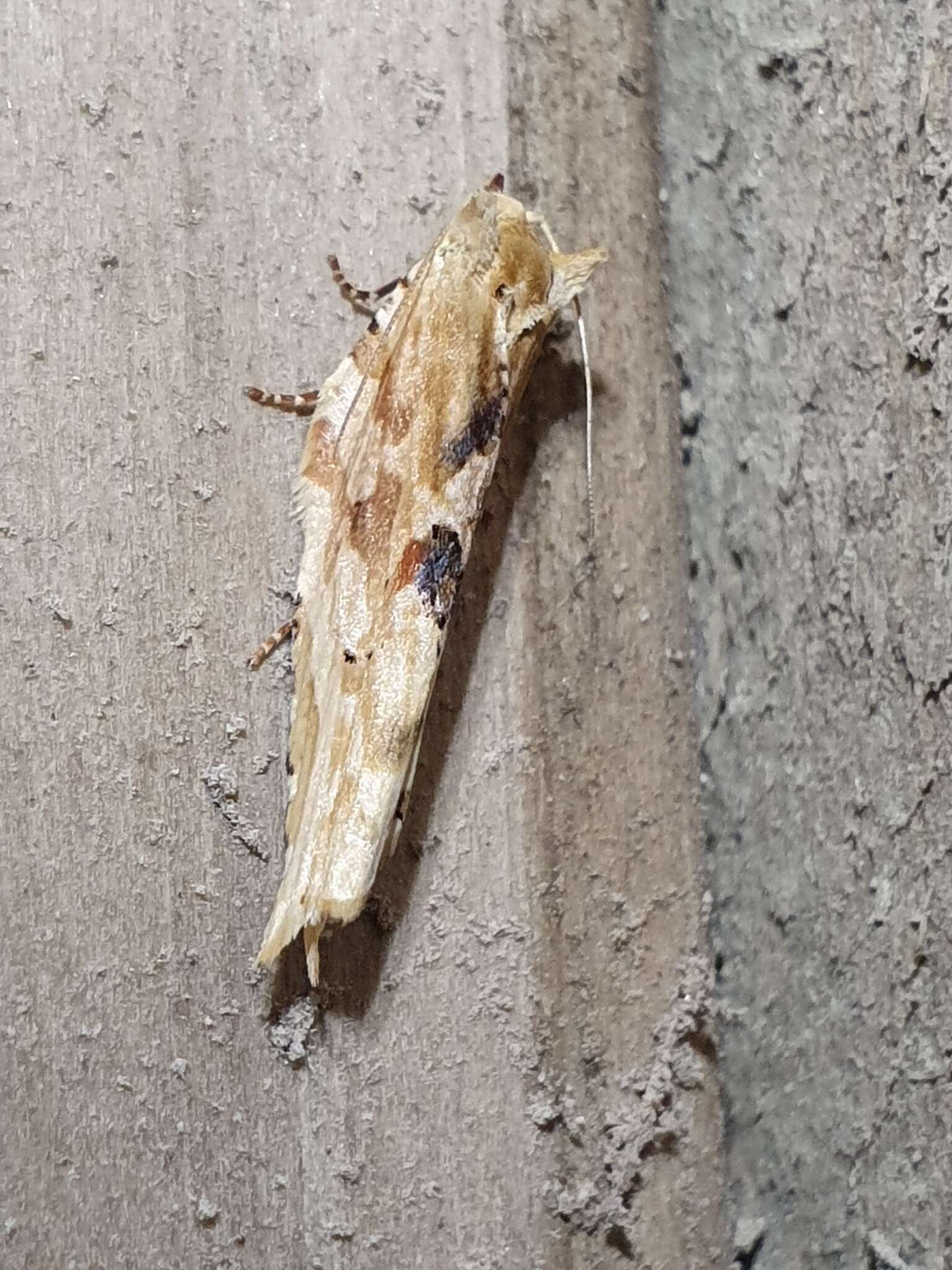 Image of brindled bell moth