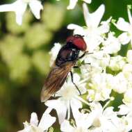 Слика од Chrysogaster cemiteriorum (Linnaeus 1758)