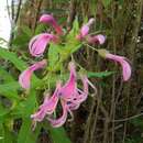 Слика од Lobelia bridgesii Hook. & Arn.