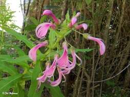 Imagem de Lobelia bridgesii Hook. & Arn.