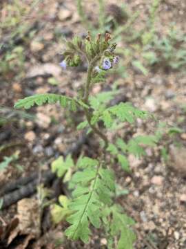 Phacelia denticulata Osterh. resmi