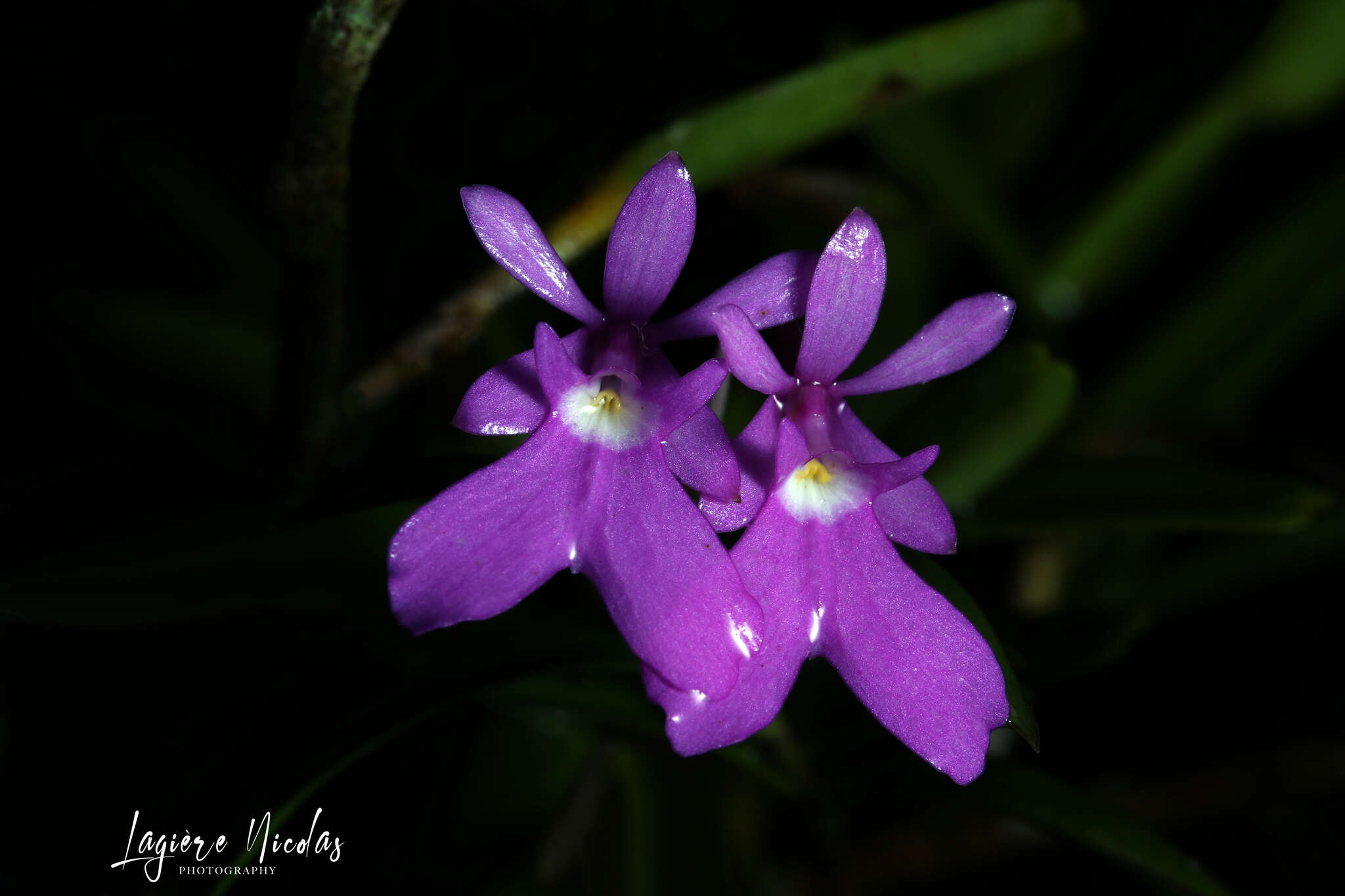 Image of Epidendrum centropetalum Rchb. fil.