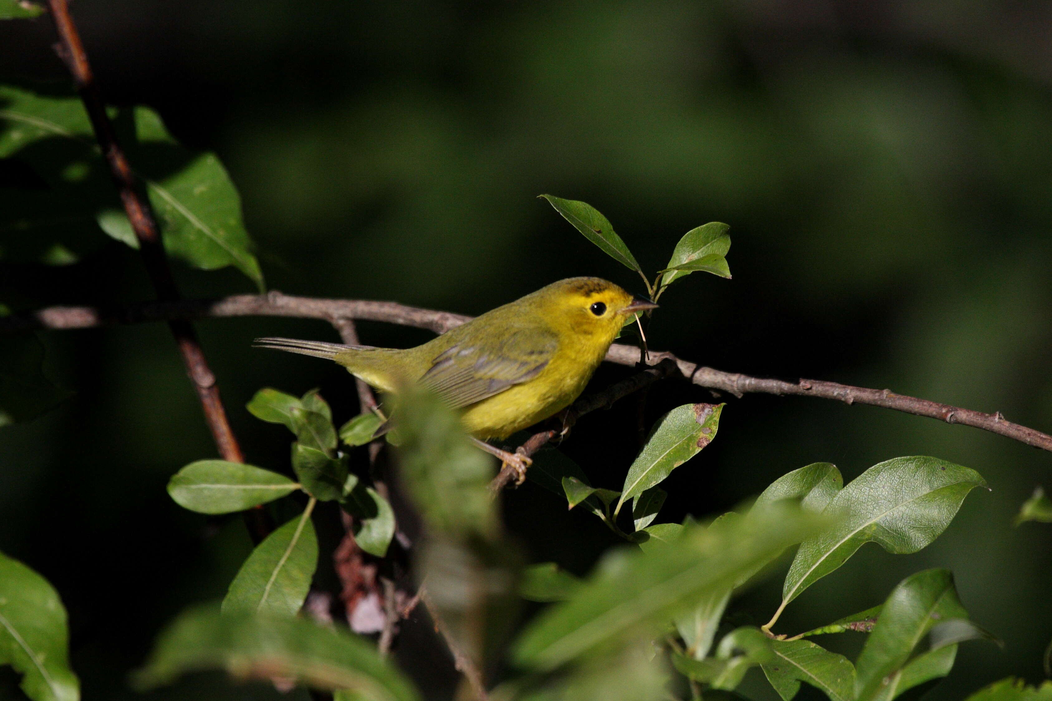 Image of Wilson's Warbler