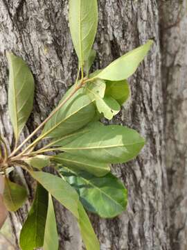 Image de Terminalia porphyrocarpa F. Müll. ex Benth.