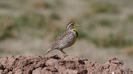 Image of Western Meadowlark