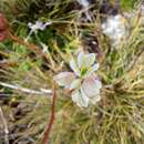 Imagem de Harperocallis falcata (Ruiz & Pav.) L. M. Campb. & Dorr