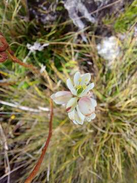 Image of Harperocallis falcata (Ruiz & Pav.) L. M. Campb. & Dorr