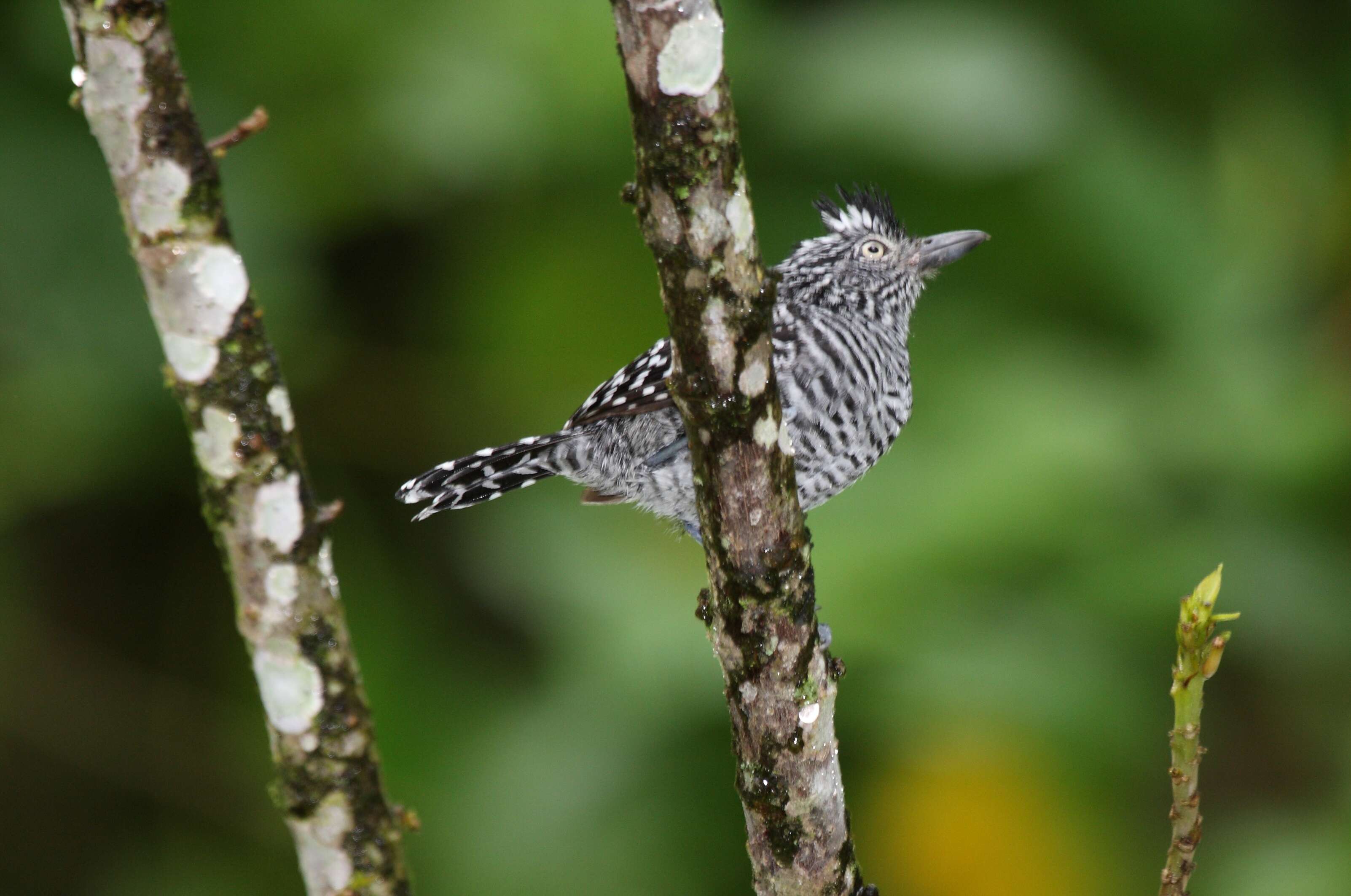 Image of Barred Antshrike