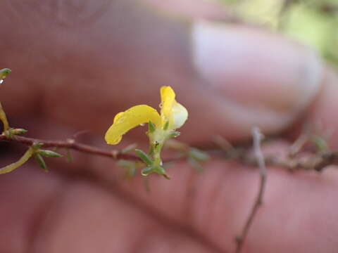 Слика од Aspalathus lanceicarpa R. Dahlgren