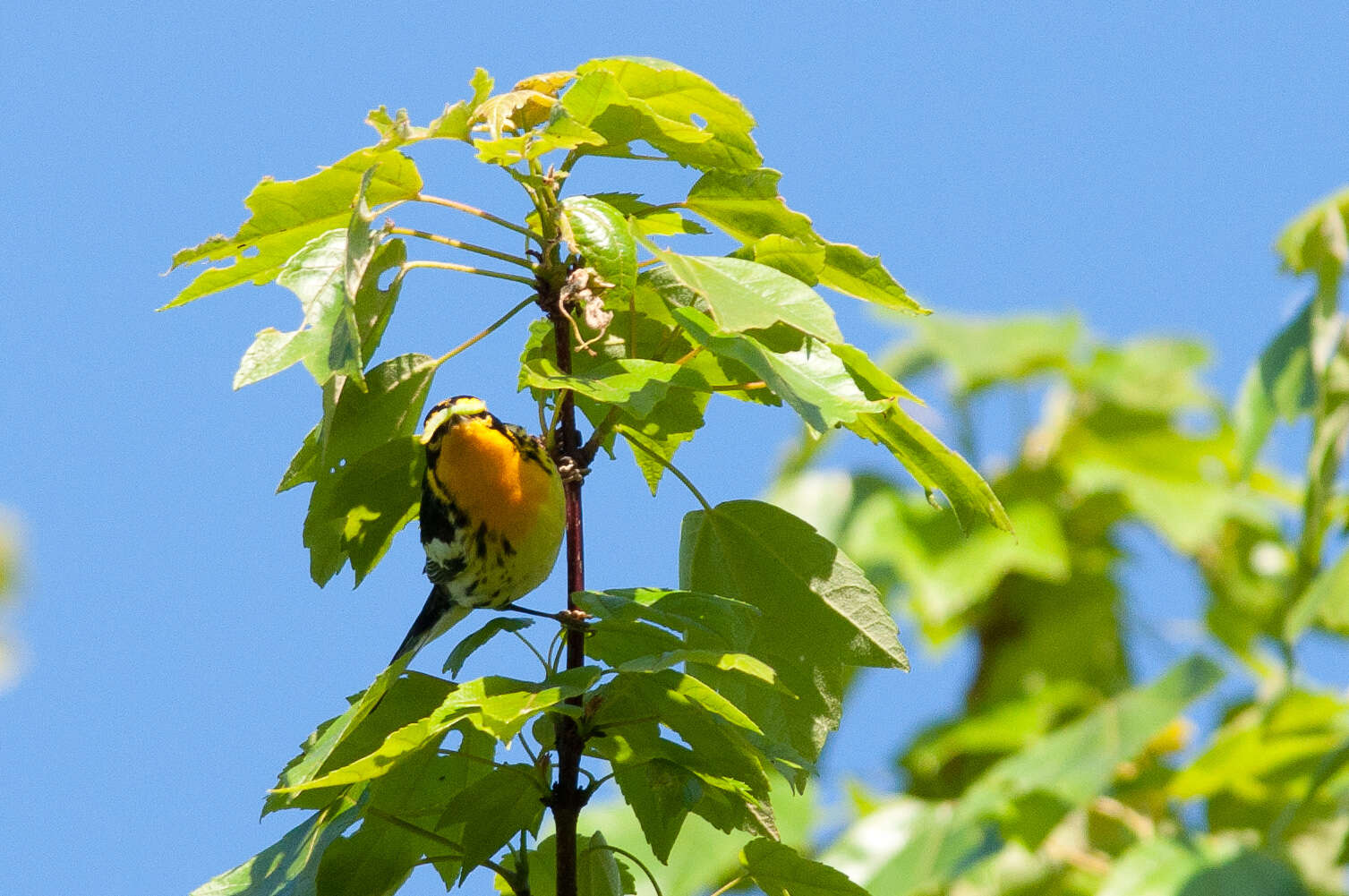 Image of Blackburnian Warbler