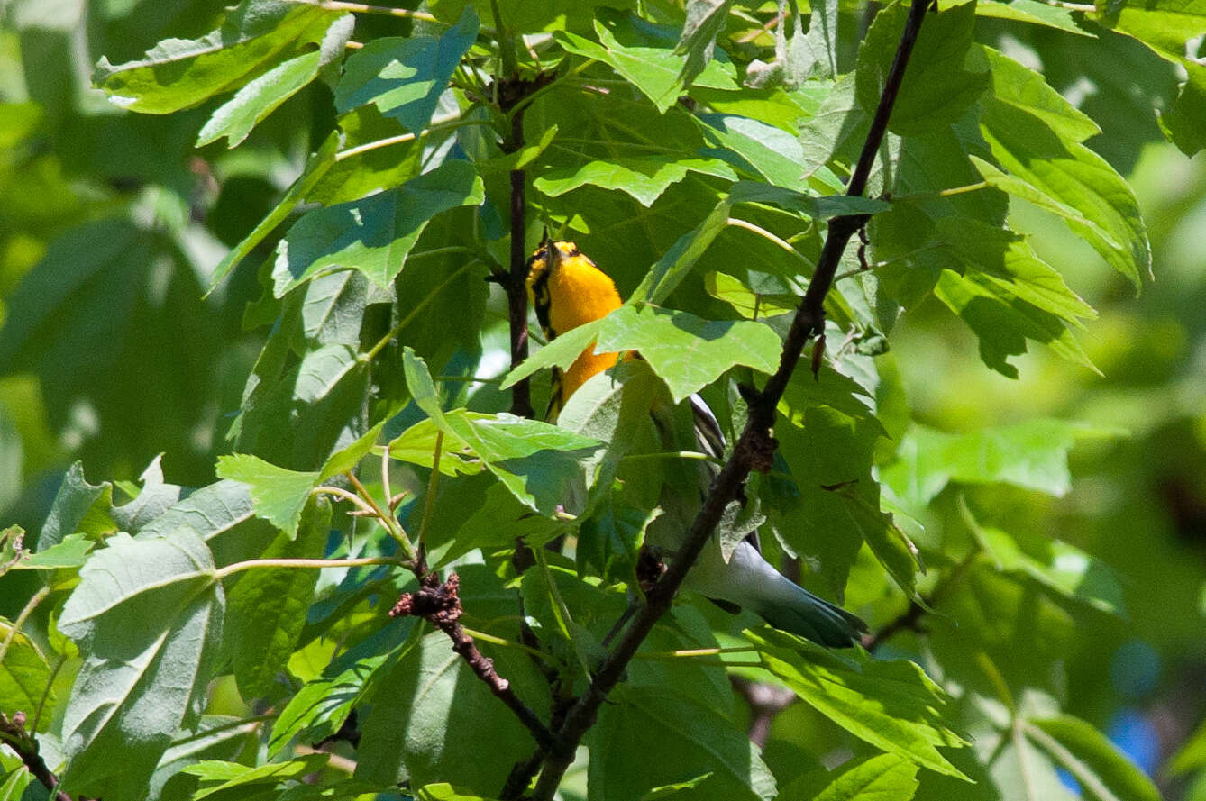 Image of Blackburnian Warbler