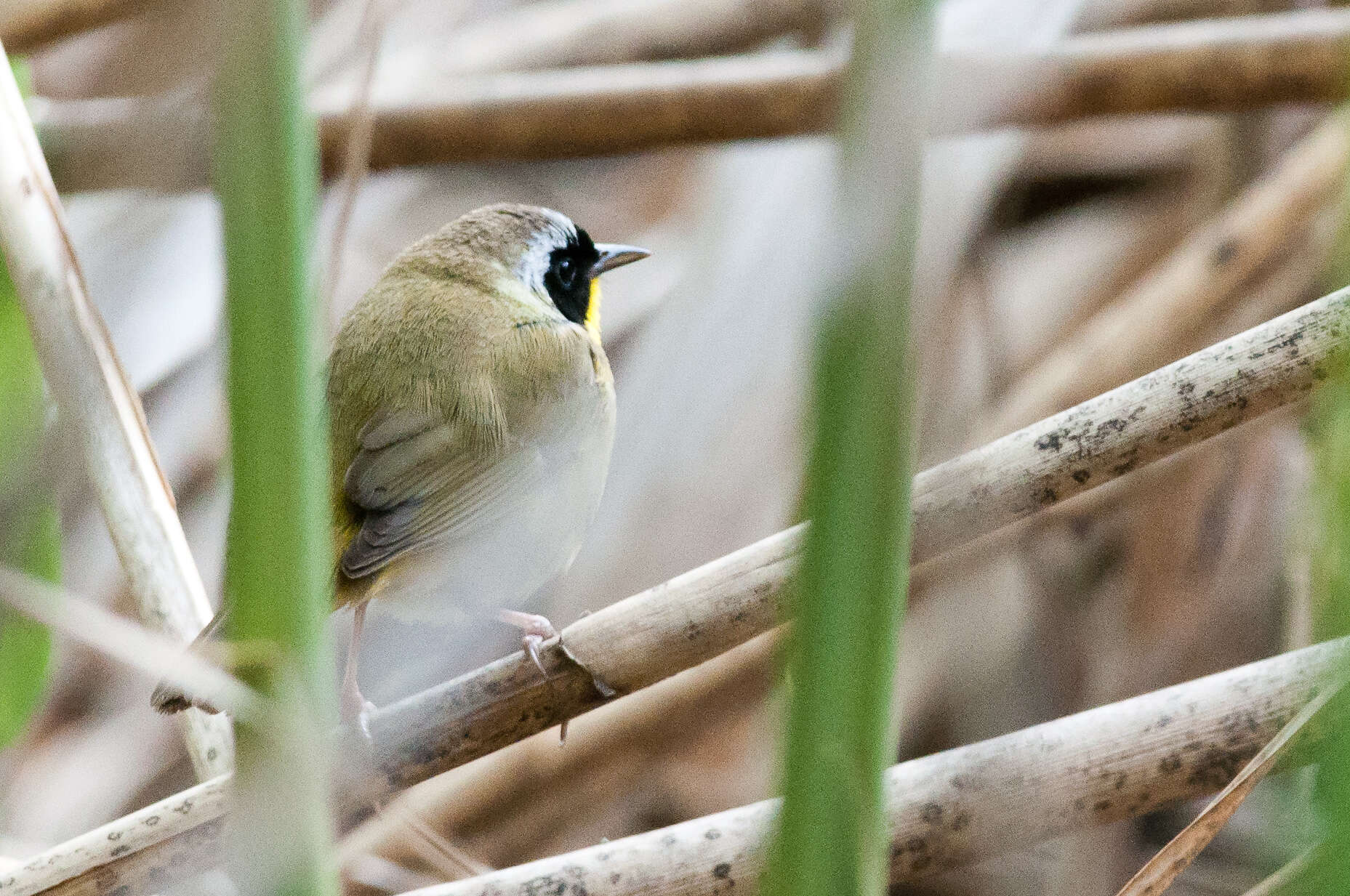 Image of Common Yellowthroat