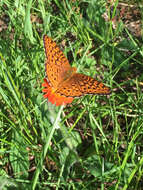 Image of Atlantis Fritillary