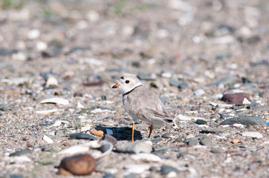 Image of Piping Plover