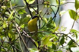 Image of Common Yellowthroat