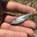 Image of Pecos bluntnose shiner