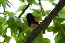 Image of American Redstart