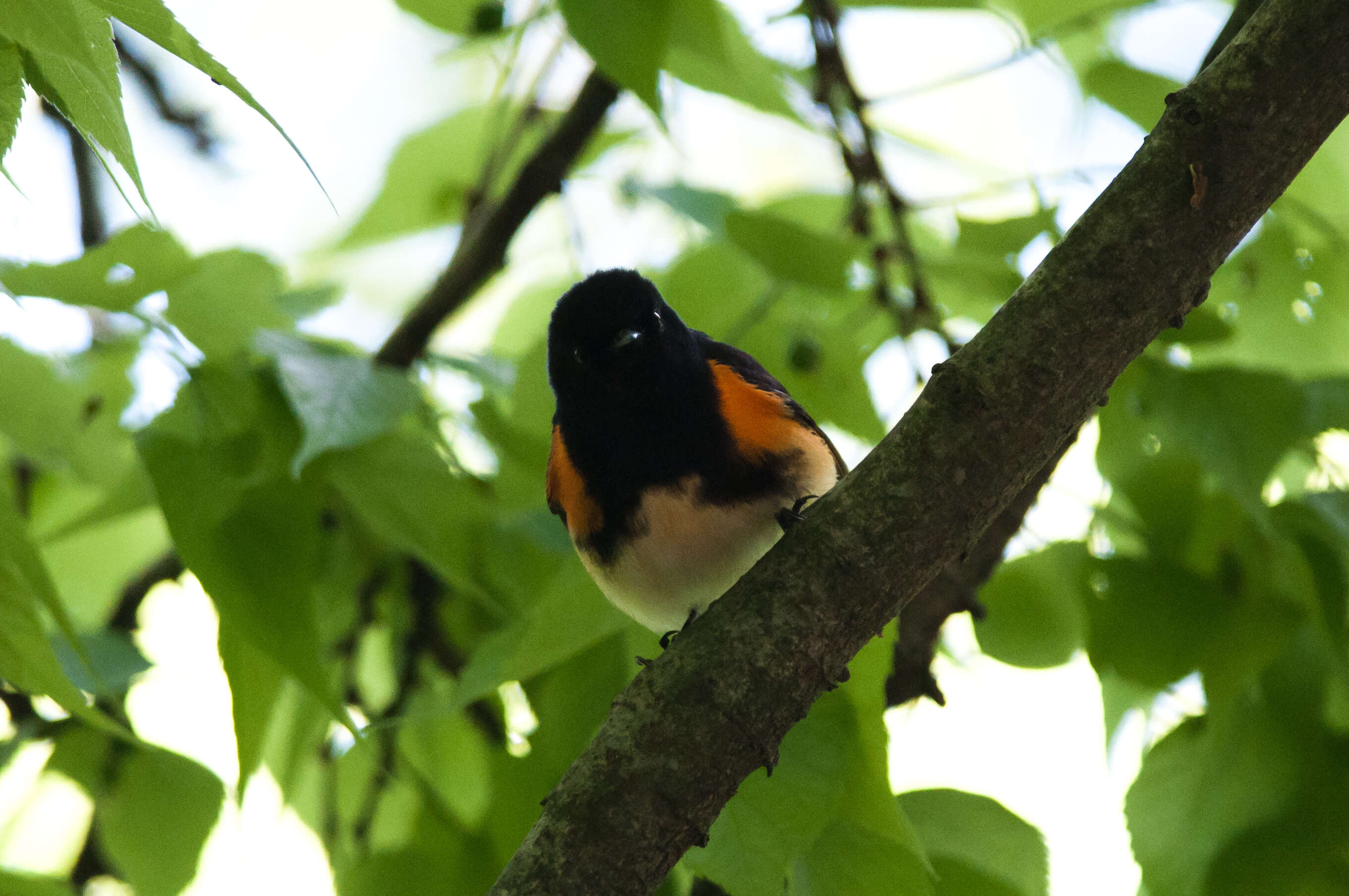 Image of American Redstart