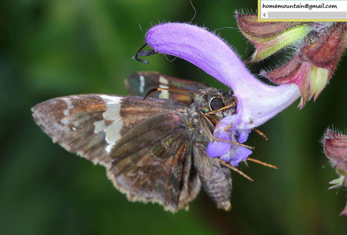 Image of Lobocla bifasciatus Bremer & Grey 1853