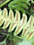 Image of Blechnum asplenioides Sw.