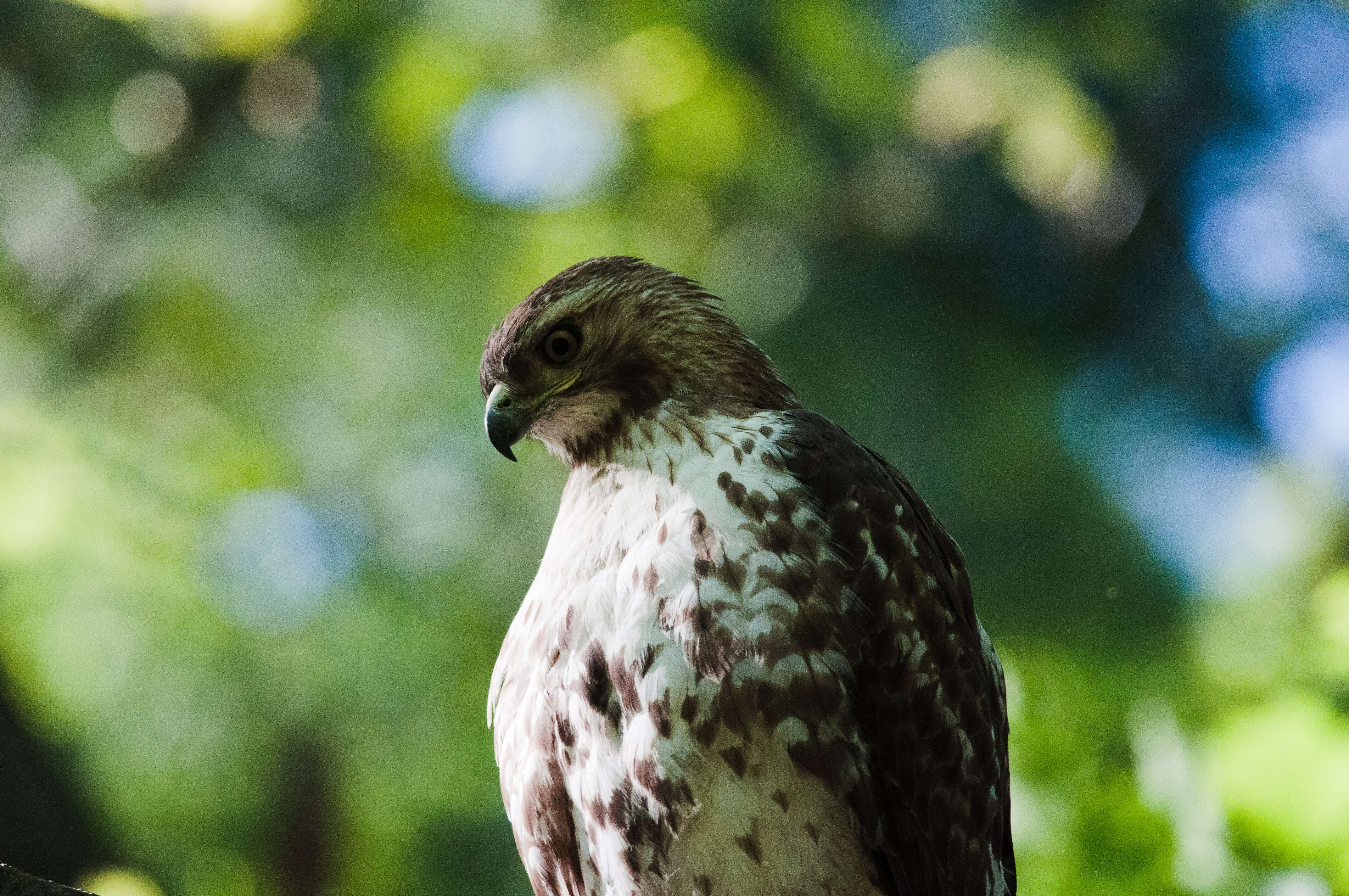 Image of Red-tailed Hawk