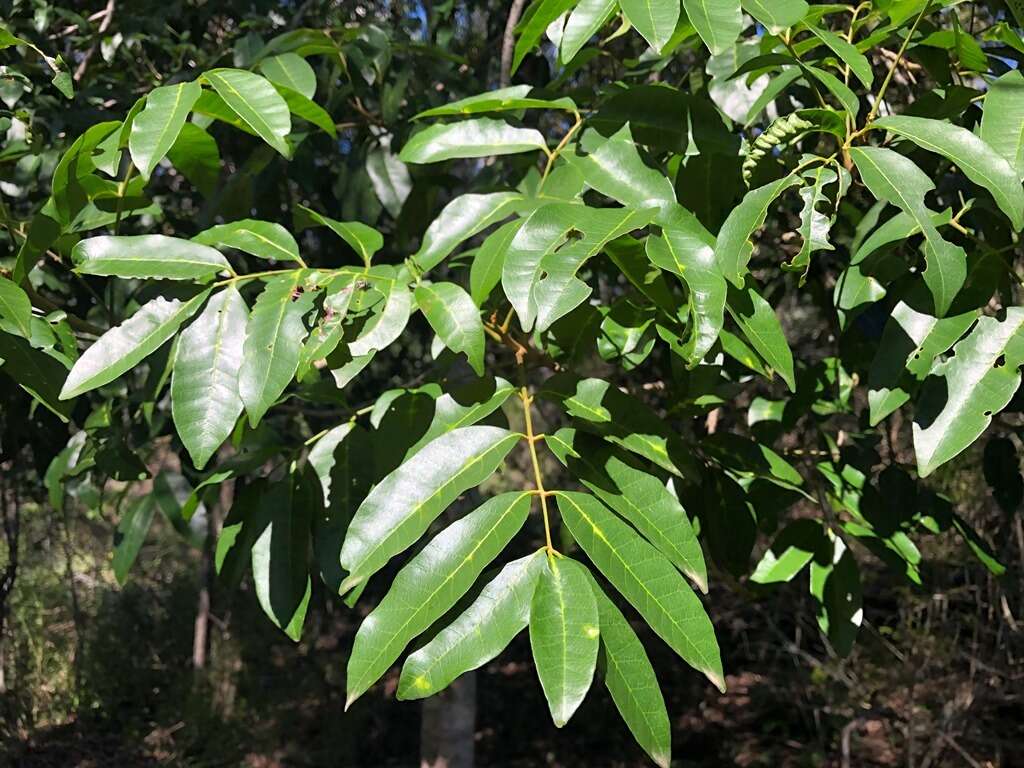 Image of Rhodosphaera rhodanthema (F. Müll.) Engl.