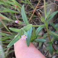 Image of slender phlox