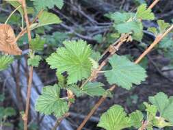 Image de Rubus neomexicanus A. Gray