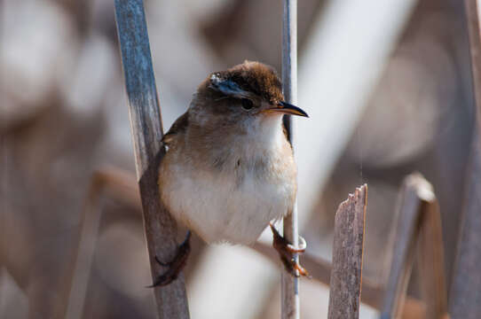 Image of Marsh Wren