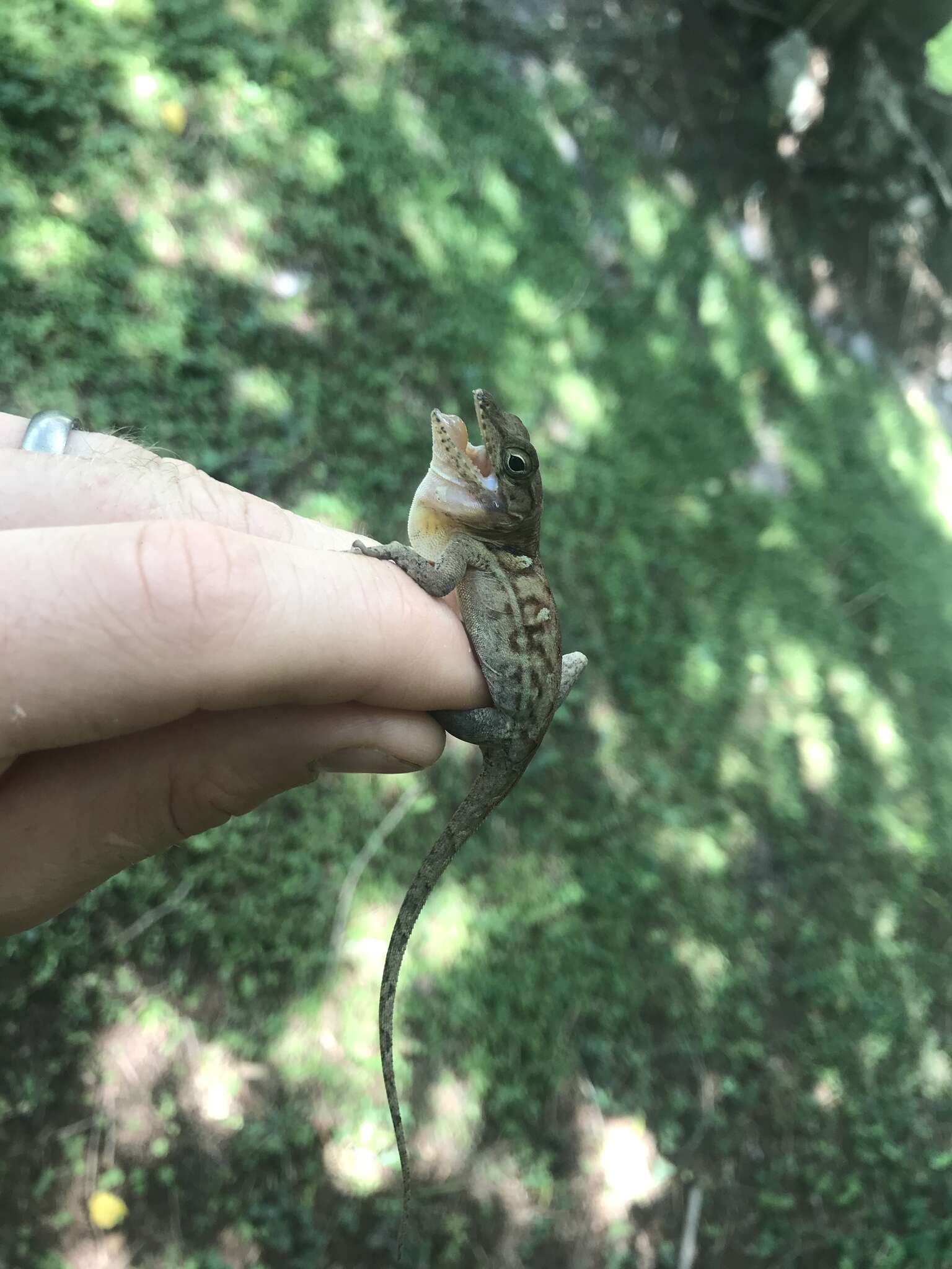 Imagem de Anolis cybotes Cope 1862