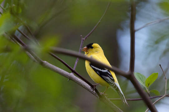 Imagem de Spinus tristis (Linnaeus 1758)