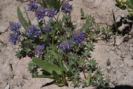 Image of Lupinus sellulus var. lobbii (S. Watson) B. J. Cox