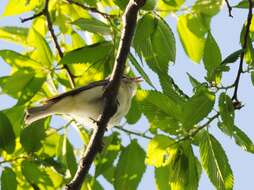 Vireo gilvus (Vieillot 1808) resmi