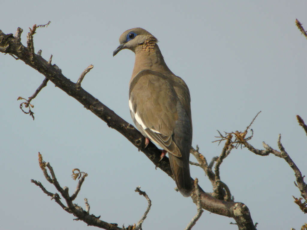 Image of West Peruvian Dove