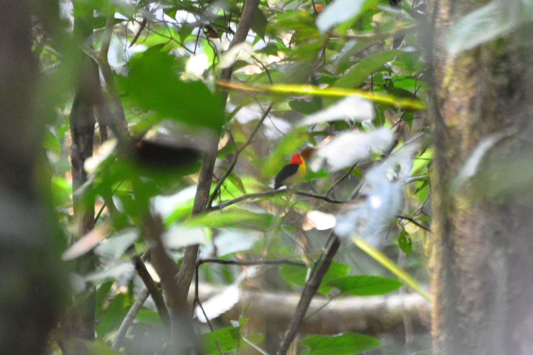 Image of Wire-tailed Manakin