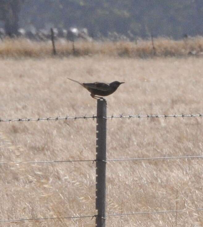 Image of Brown Songlark