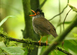 Image of Black-headed Nightingale-Thrush