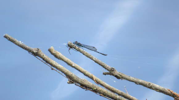 Image of Dune Ringtail