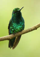 Image of Western Emerald