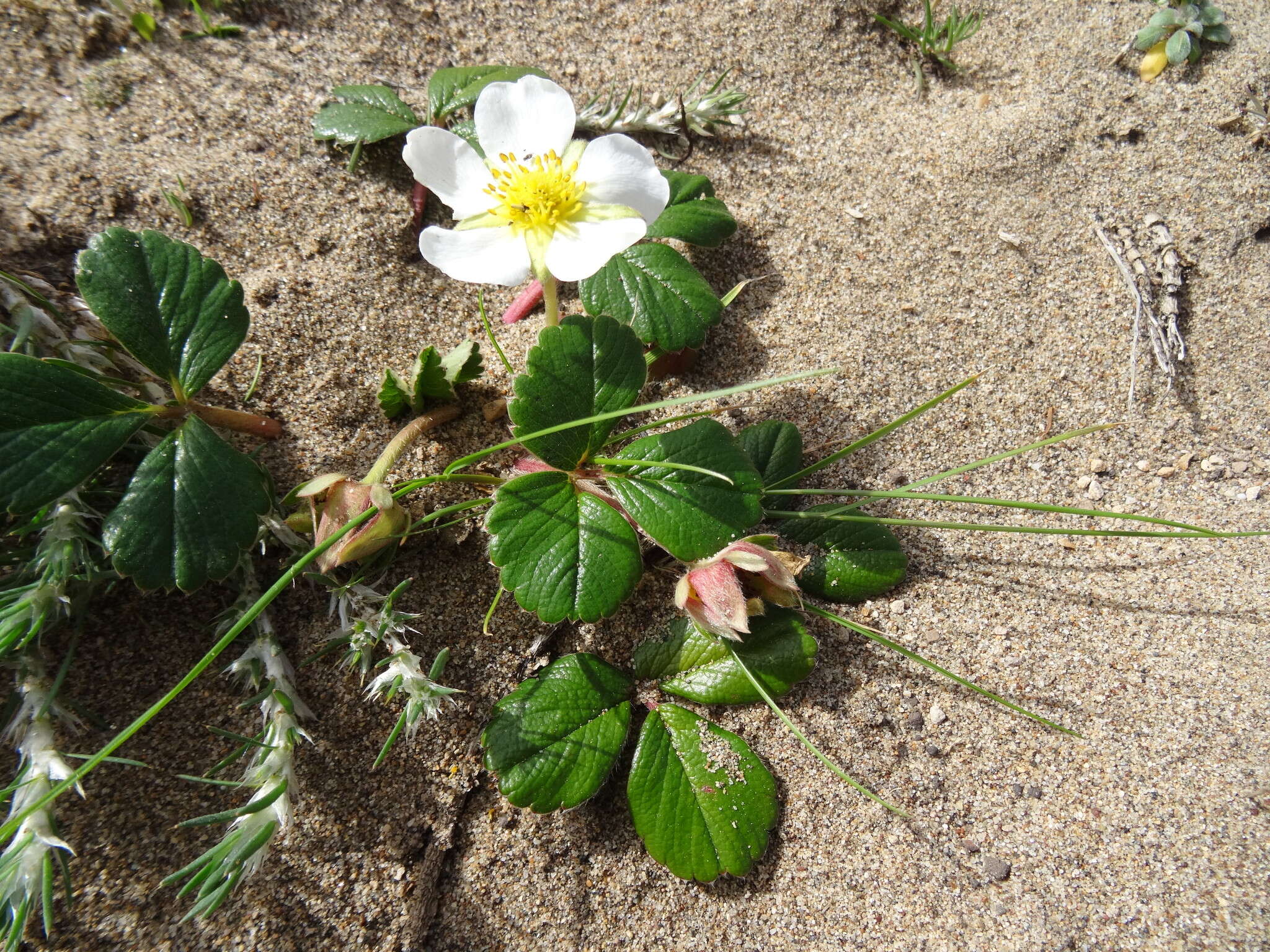 Image of beach strawberry