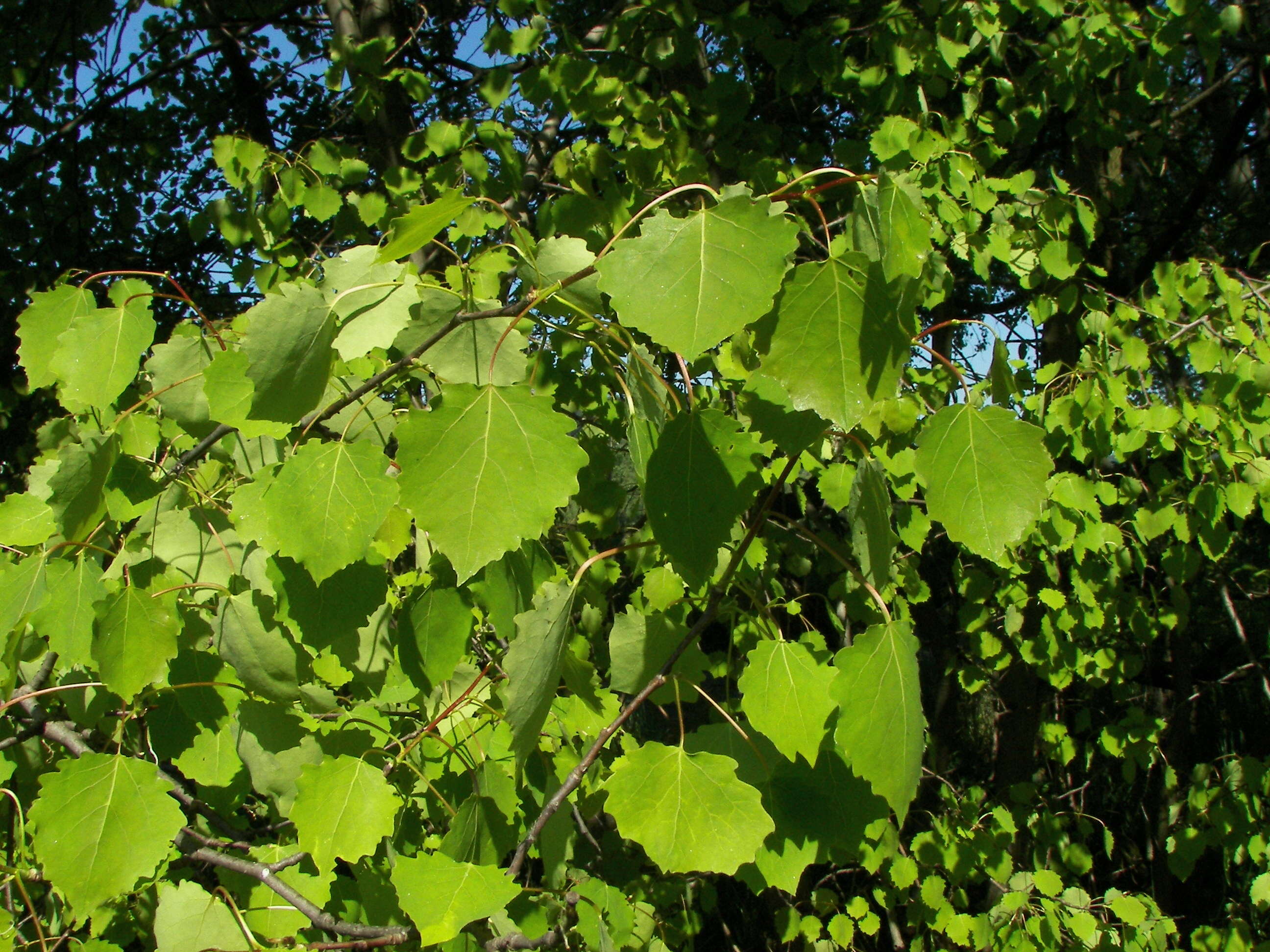 Image of Common Aspen