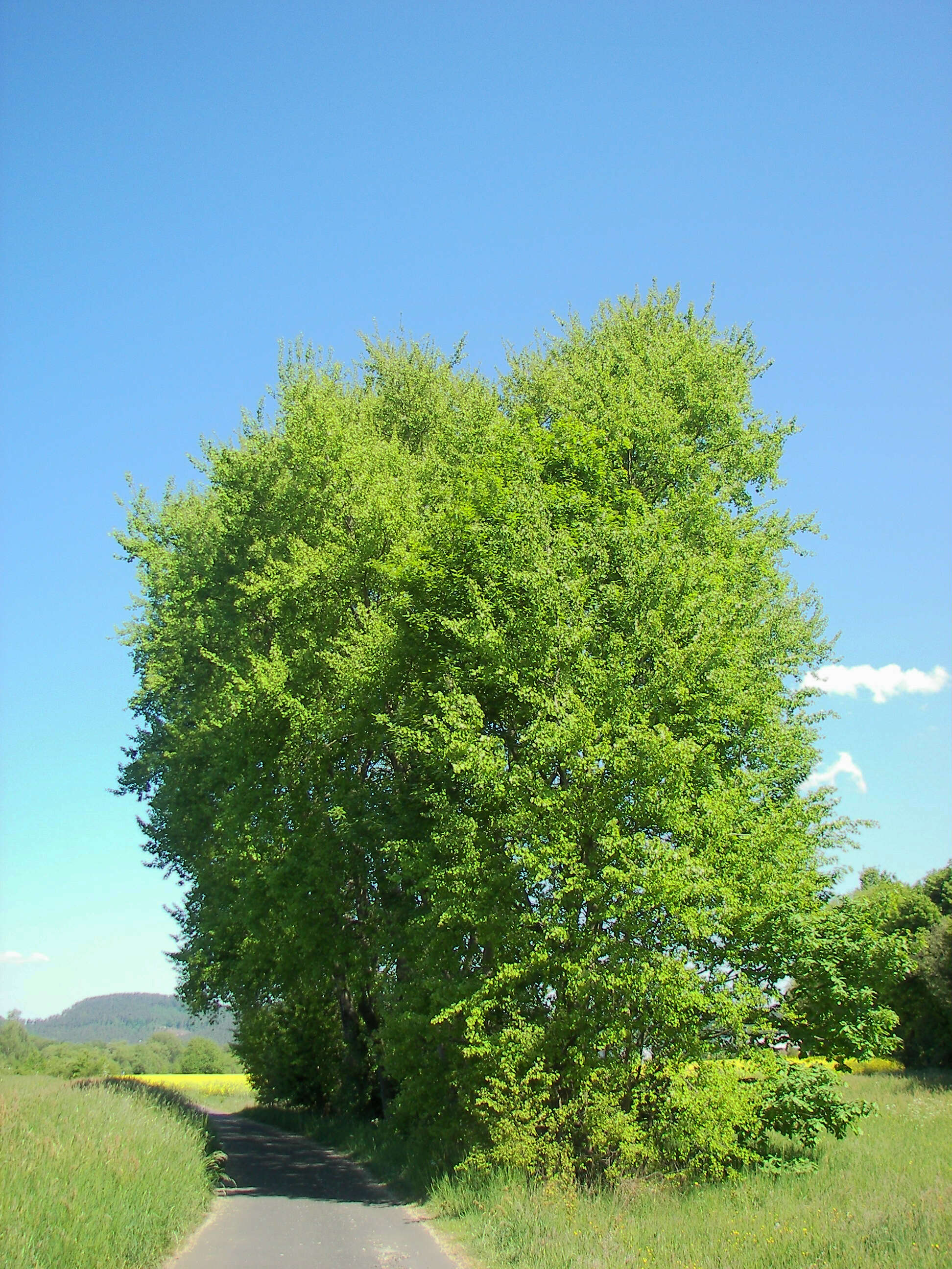 Image of Common Aspen