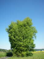 Image of Common Aspen